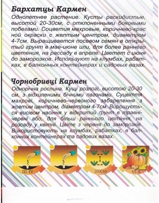 Чорнобривці Кармен