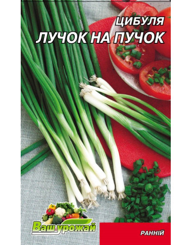 Цибуля на зелень