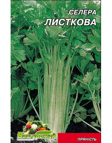 Сельдерей 
