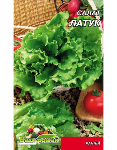 Салат Латук
