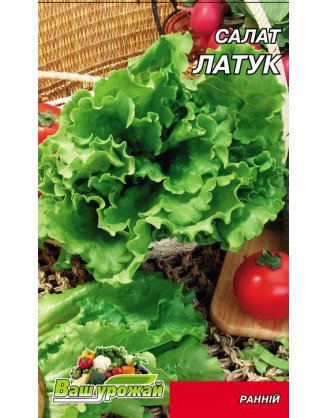 Салат Латук